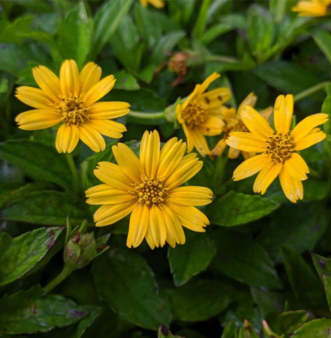 Bioactive Compounds in Singapore Daisy